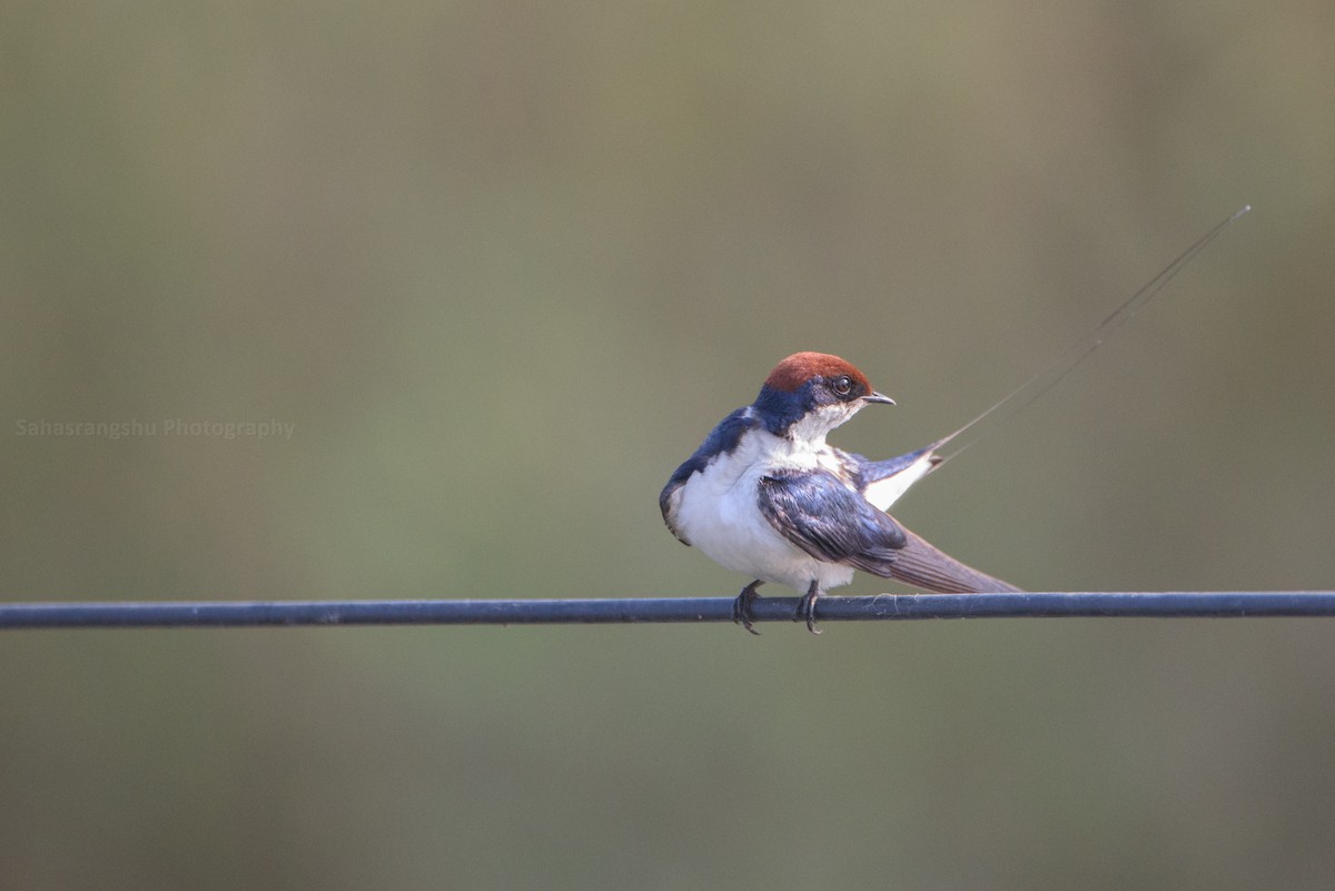 Wire-tailed Swallow - Sahasrangshu Pal Choudhury