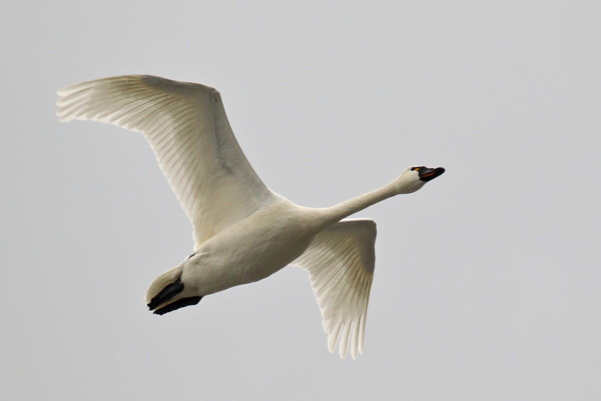 Tundra Swan (Whistling) - ML86523181