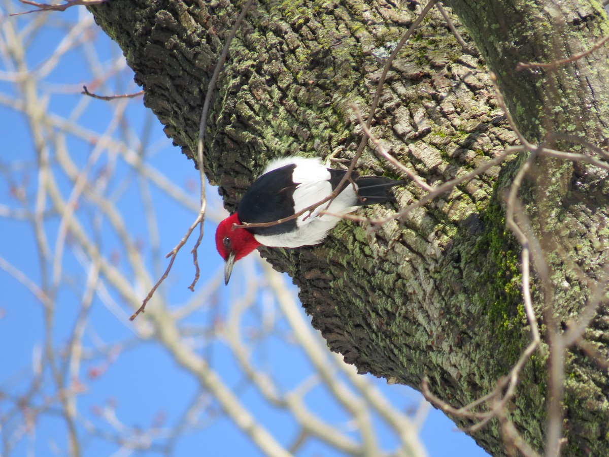 Red-headed Woodpecker - Kevin Cronin