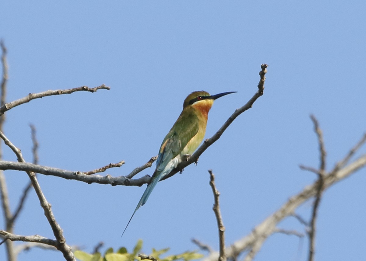 Blue-tailed Bee-eater - Adam Byrne