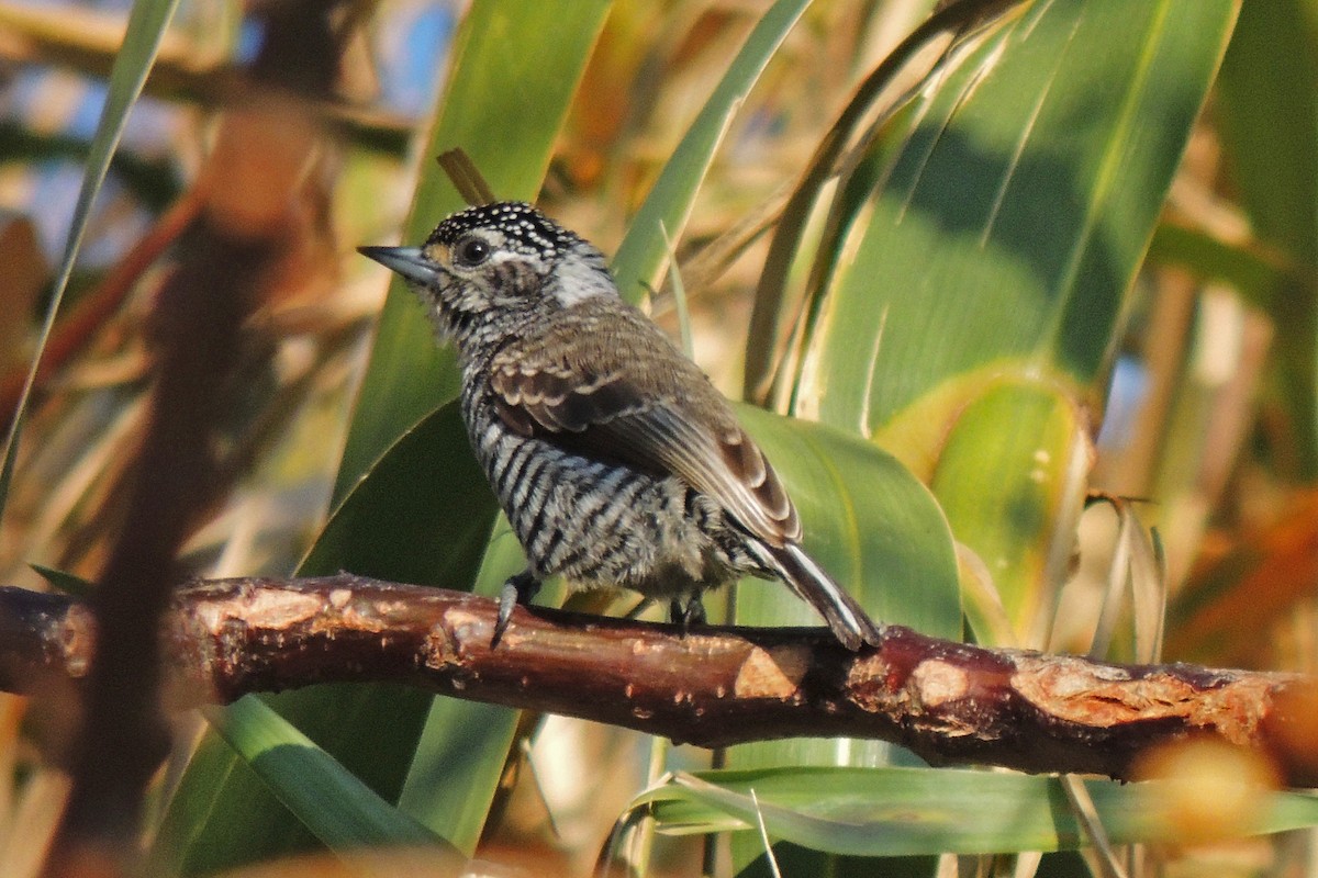 White-barred Piculet - ML86531301