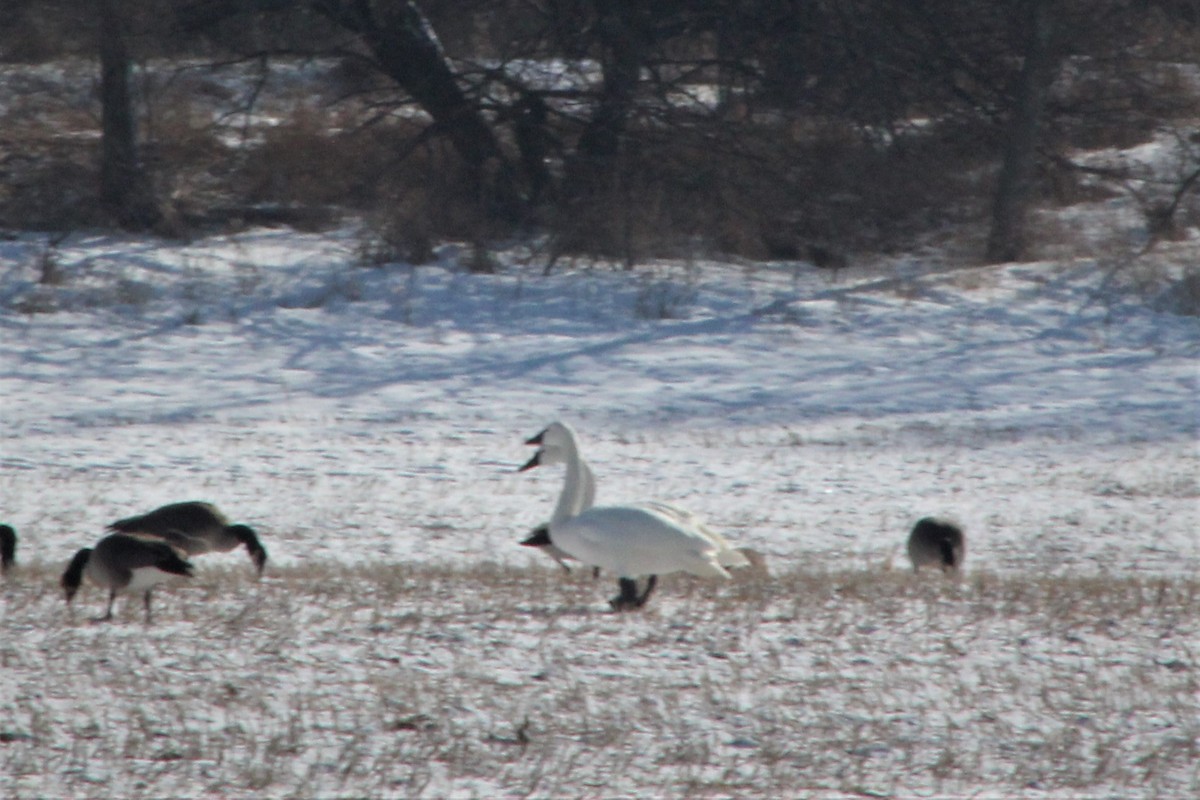 tundra-swans-wyrick-s-taxidermy