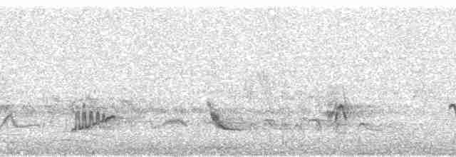 holub skvrnokřídlý (ssp. maculosa) - ML86536