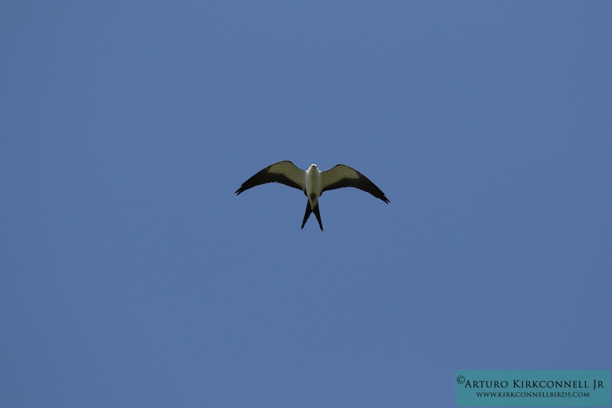 Swallow-tailed Kite - ML86537551