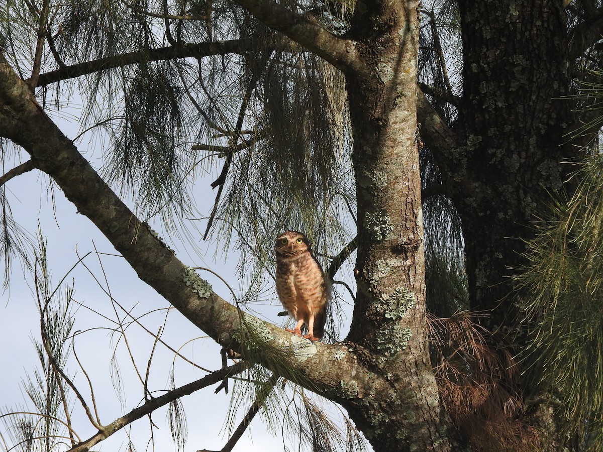 Burrowing Owl - Rebeca Irala Wildlife PY