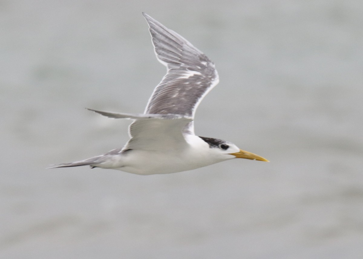 Great Crested Tern - ML86541851