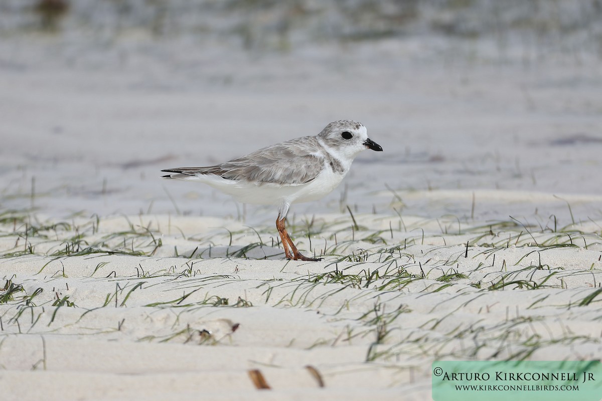Piping Plover - ML86541981