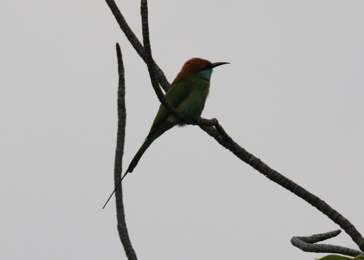 Asian Green Bee-eater - ML86542101