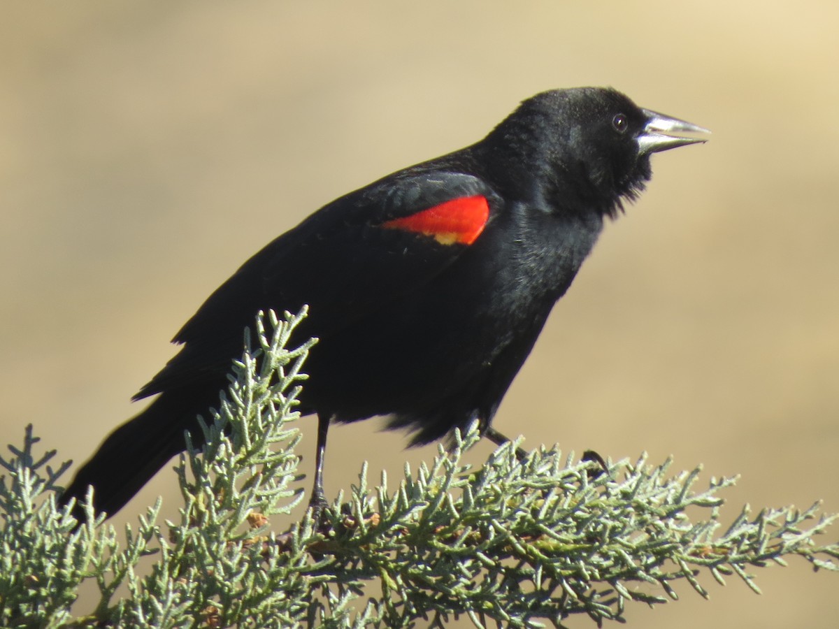 Red-winged Blackbird - ML86555371