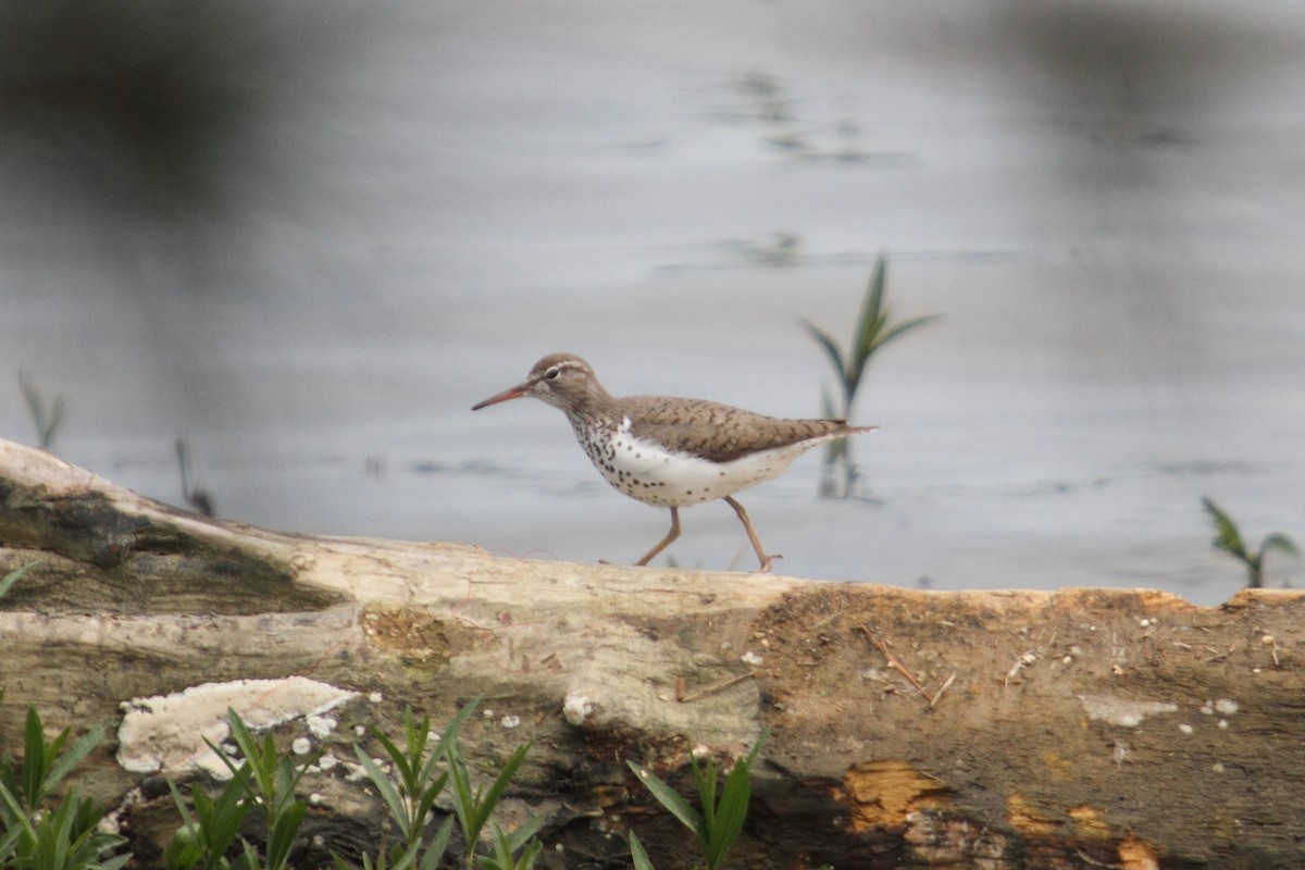 Spotted Sandpiper - Jerry Webb
