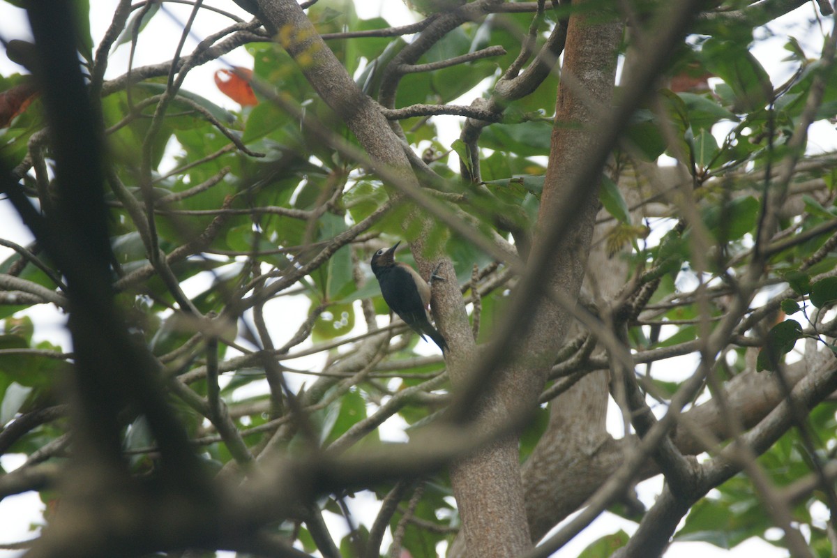 Puerto Rican Woodpecker - Nancy Cox