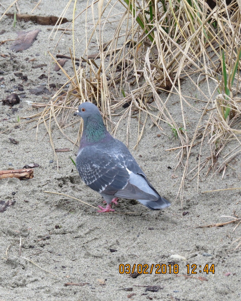Rock Pigeon (Feral Pigeon) - Gary Bletsch