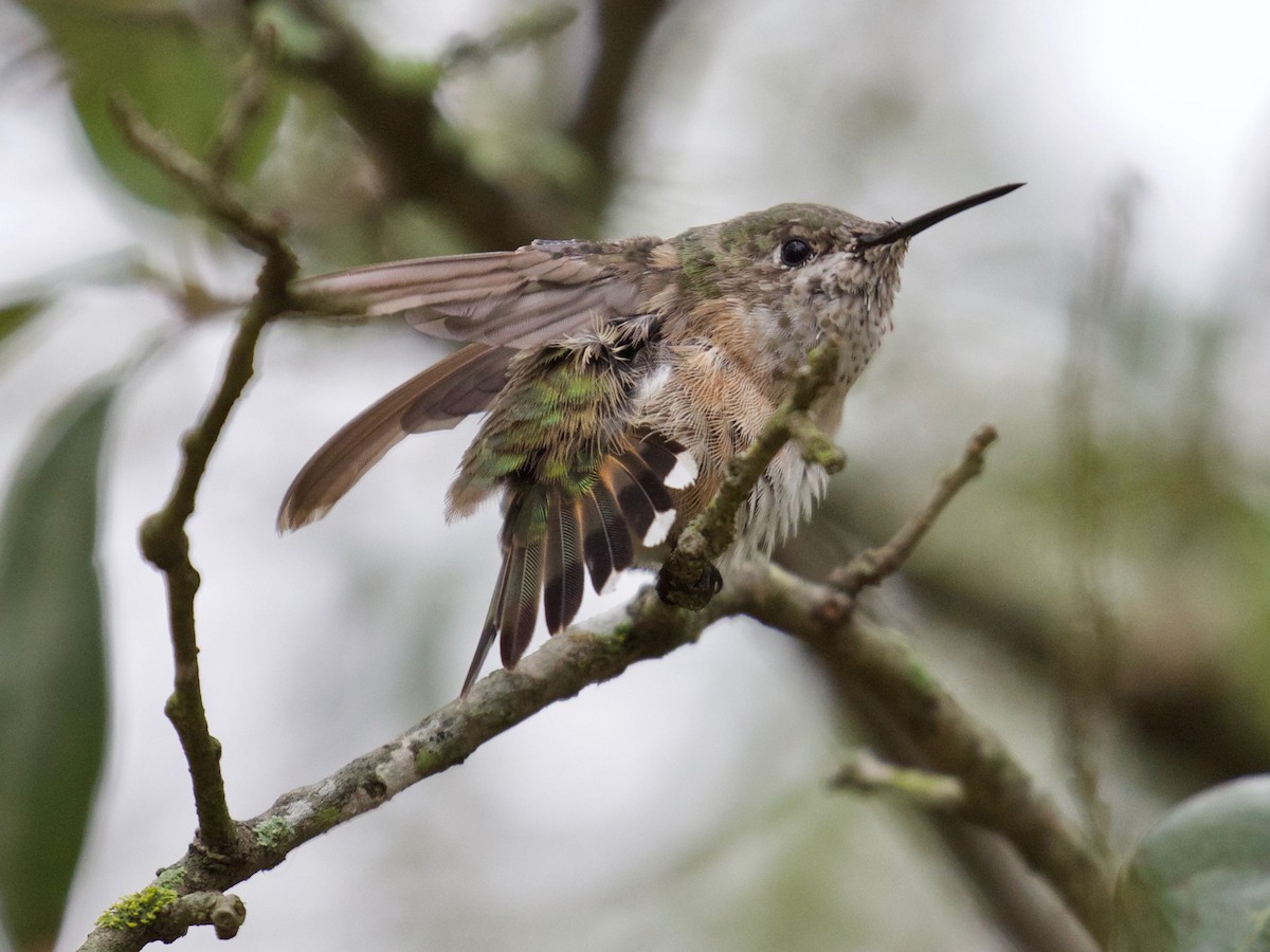 Calliope Hummingbird - ML86560311