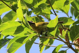  - Yellow-eared Honeyeater