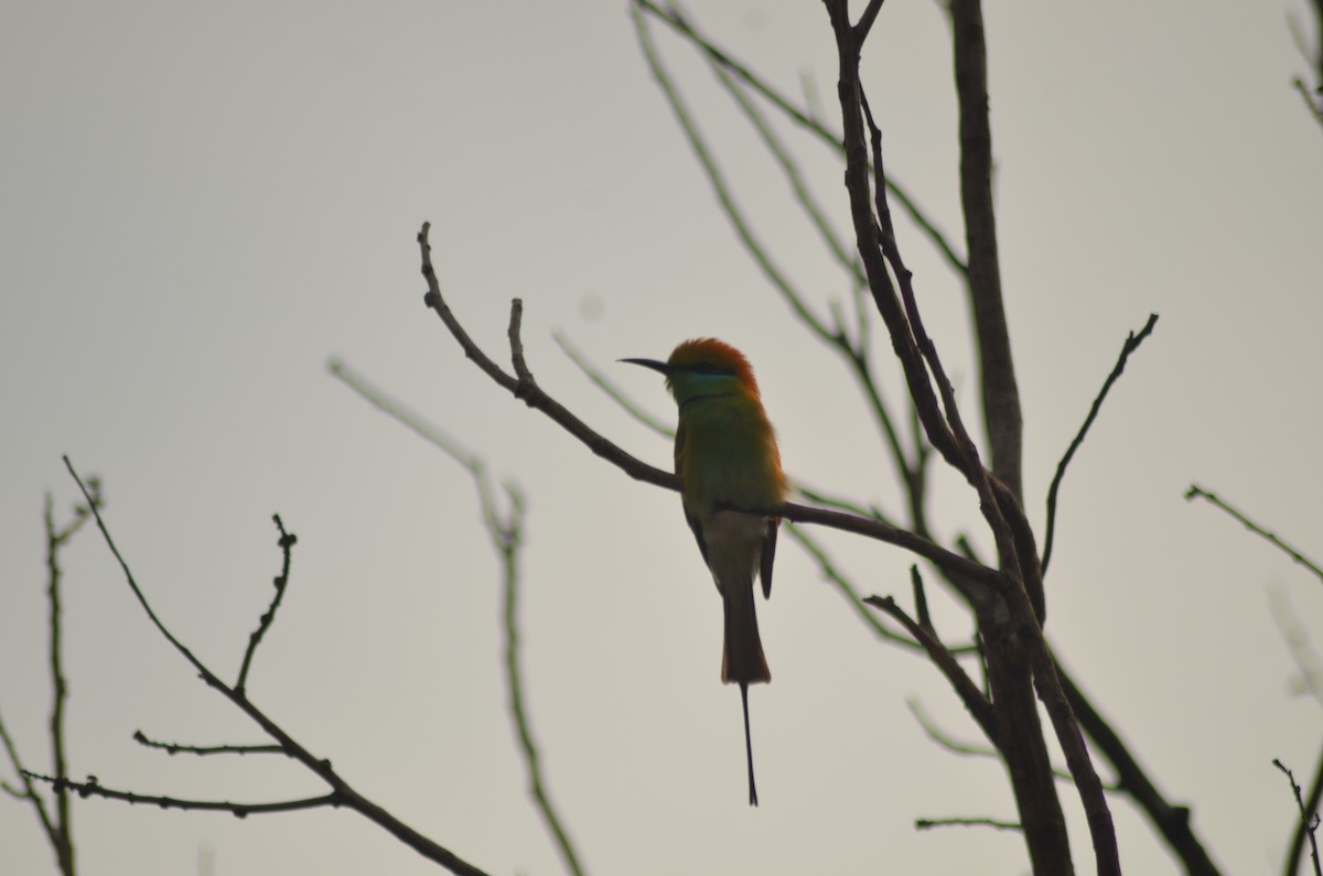 Asian Green Bee-eater - Anushreedha Sivanandan