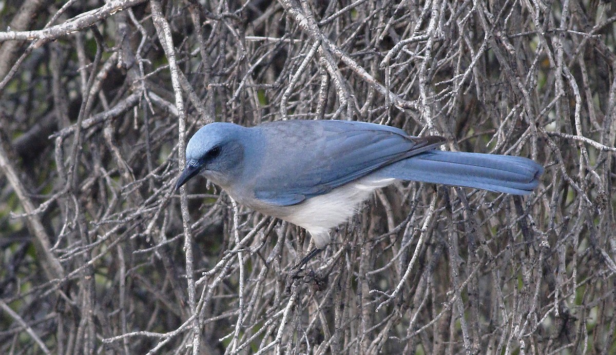 Mexican Jay - ML86570361