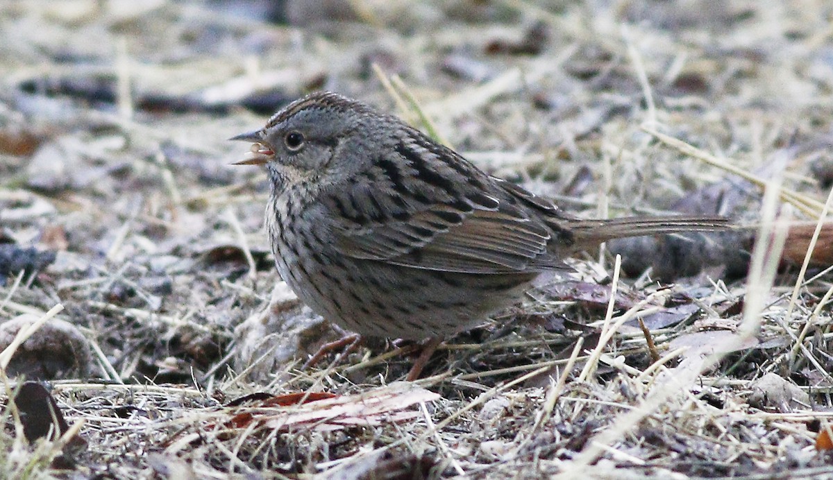 Lincoln's Sparrow - Gary Jarvis