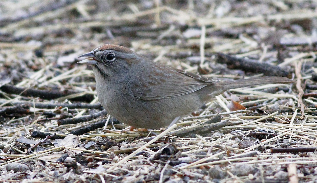Rufous-crowned Sparrow - ML86570471