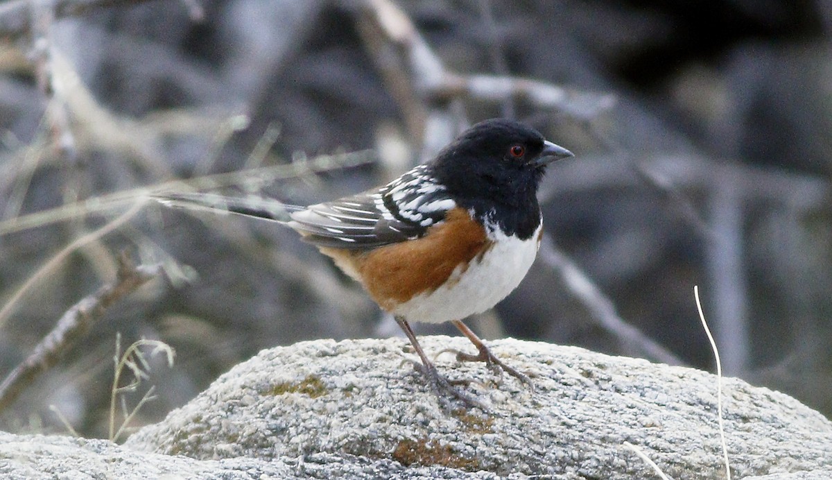 Spotted Towhee - ML86570481