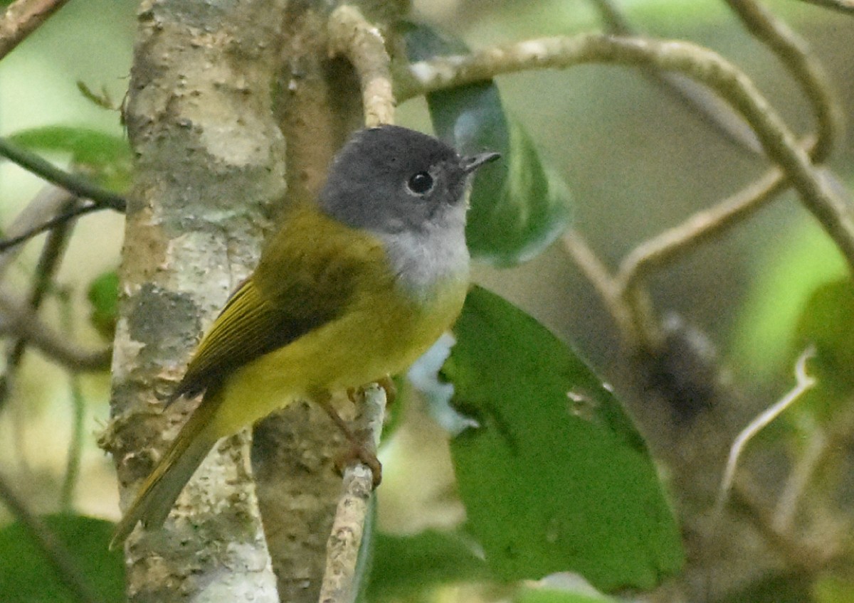 Gray-headed Canary-Flycatcher - ML86572171