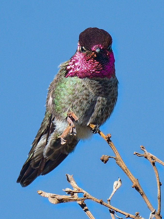 Anna's Hummingbird - ML86573031
