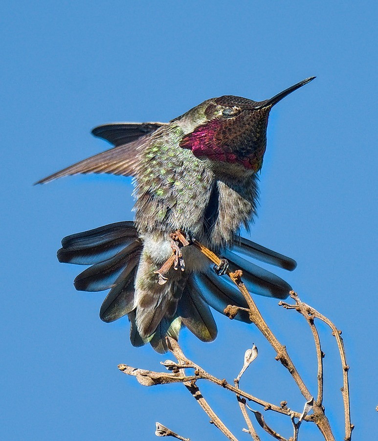 Anna's Hummingbird - ML86573041