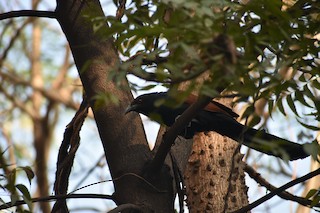 Greater Coucal, ML86573081