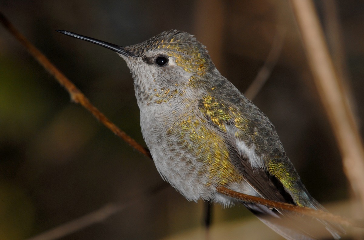 Anna's Hummingbird - Harlan Stewart