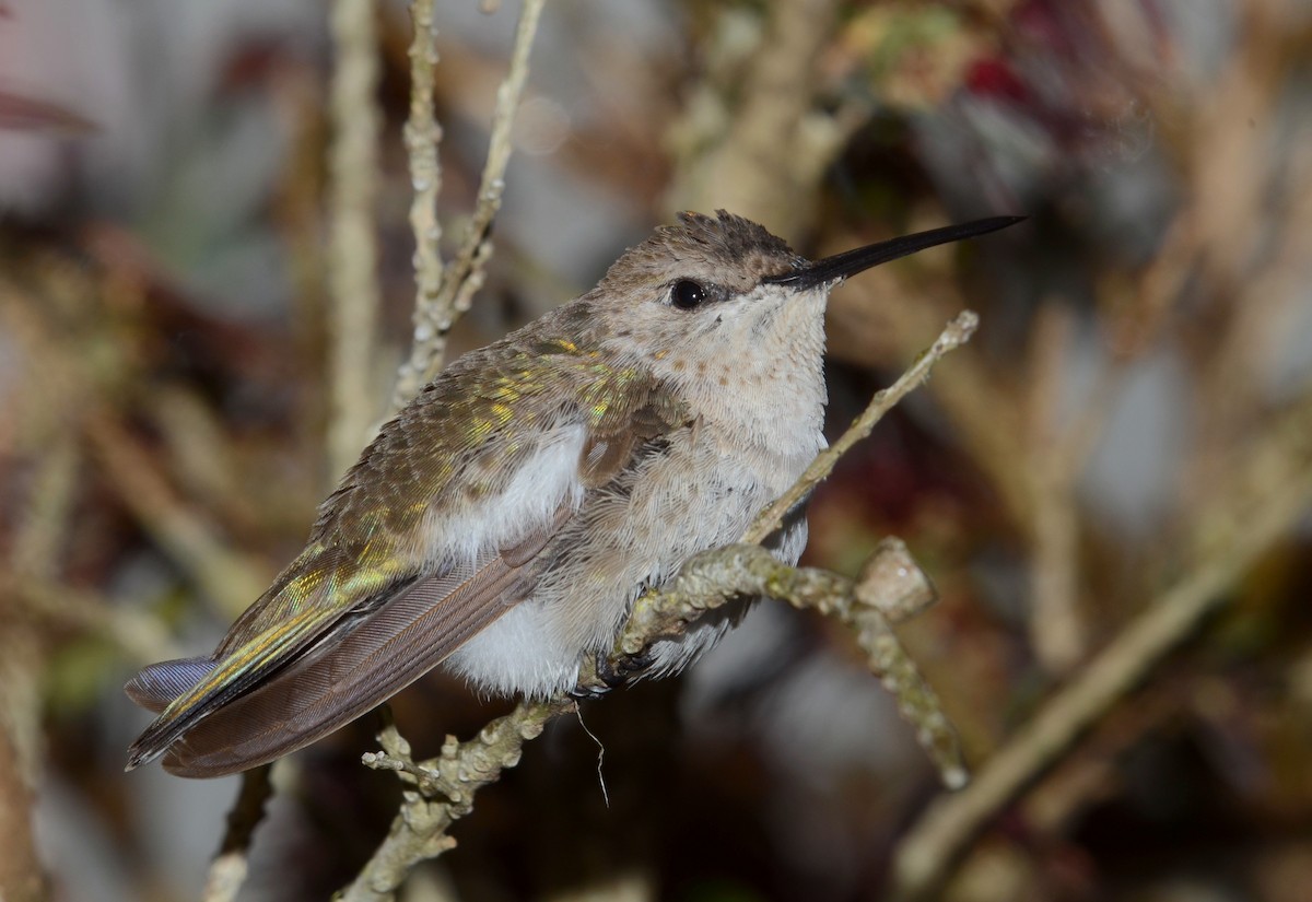 Black-chinned Hummingbird - Harlan Stewart
