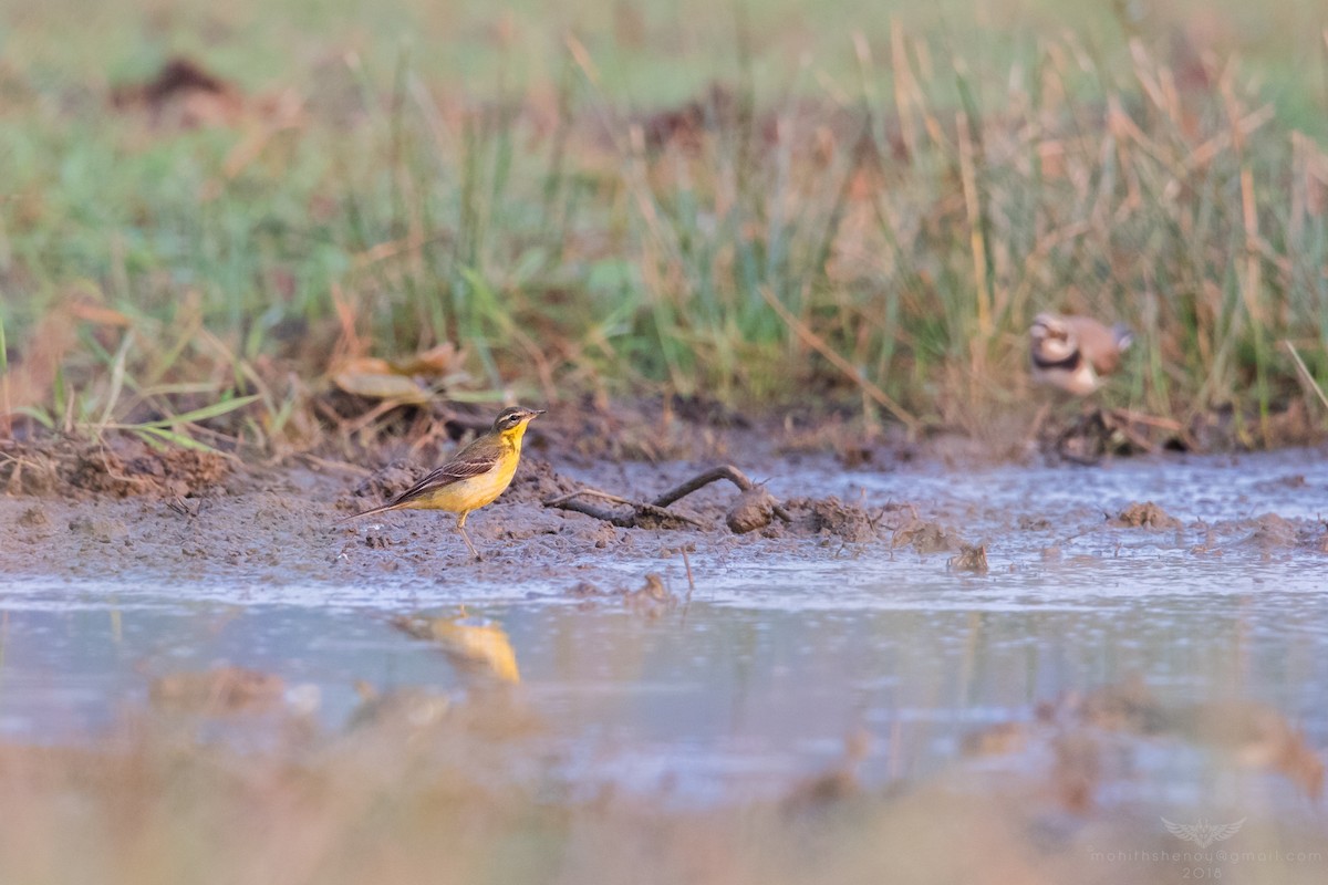 Western Yellow Wagtail - Mohith Shenoy