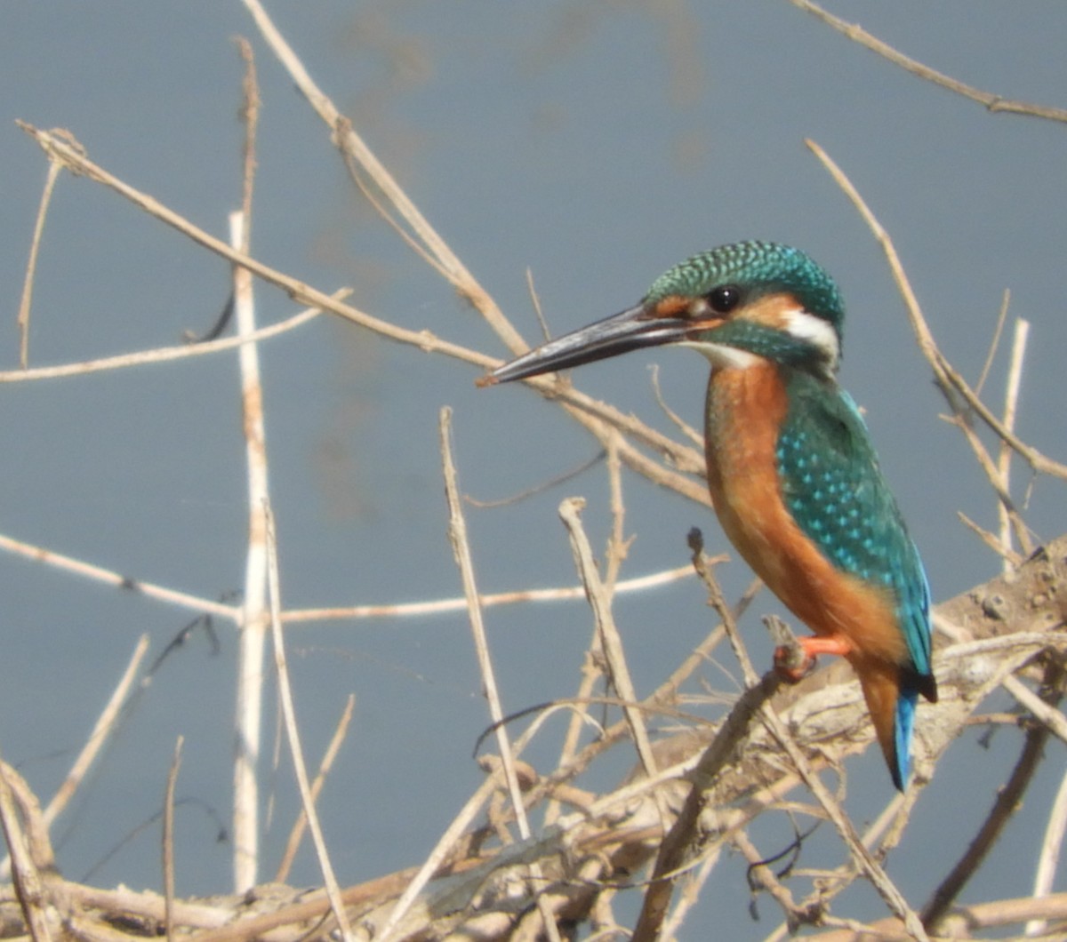 Common Kingfisher - Sridhara B A