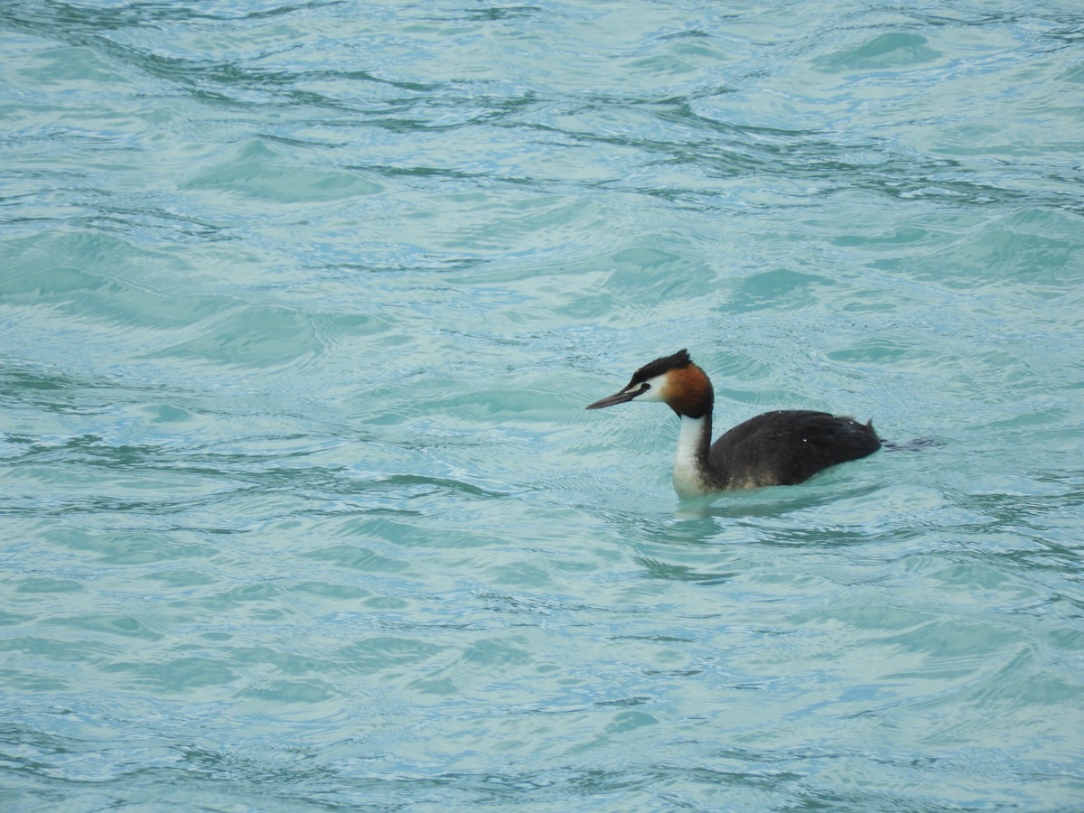 Great Crested Grebe - ML86581941