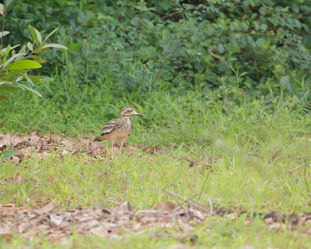 Indian Thick-knee - ML86584511