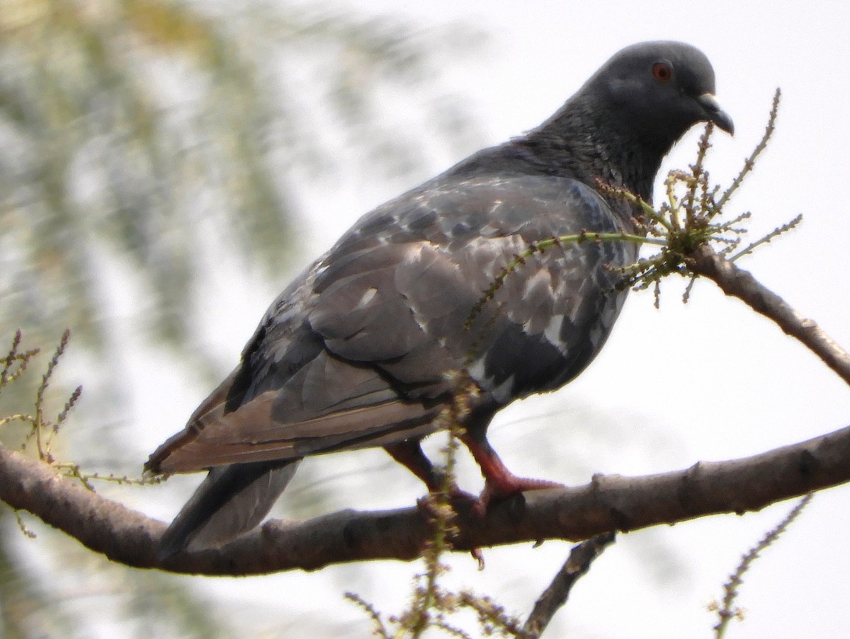 Rock Pigeon (Feral Pigeon) - ML86589091