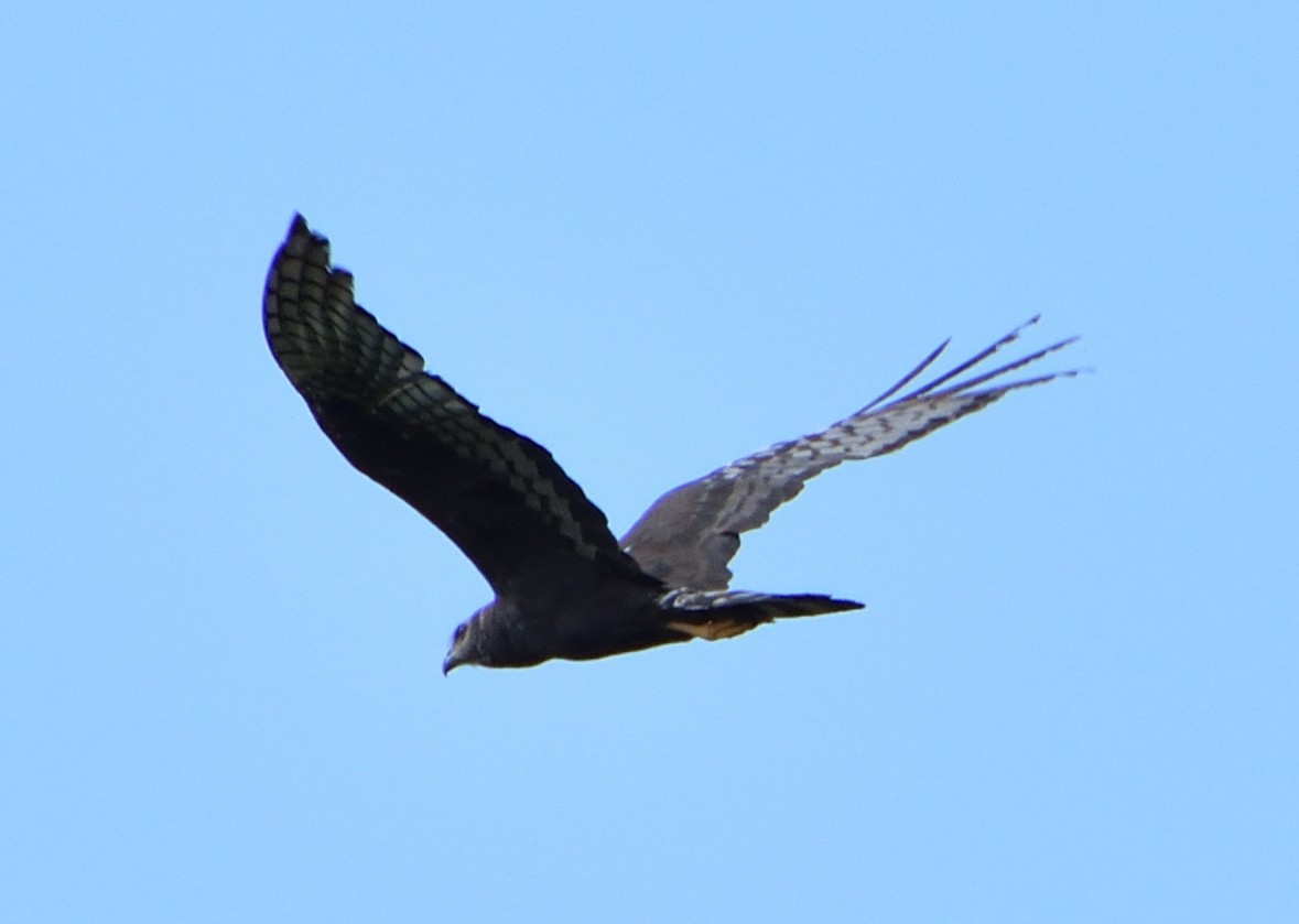 Long-winged Harrier - Jivago Ferrer