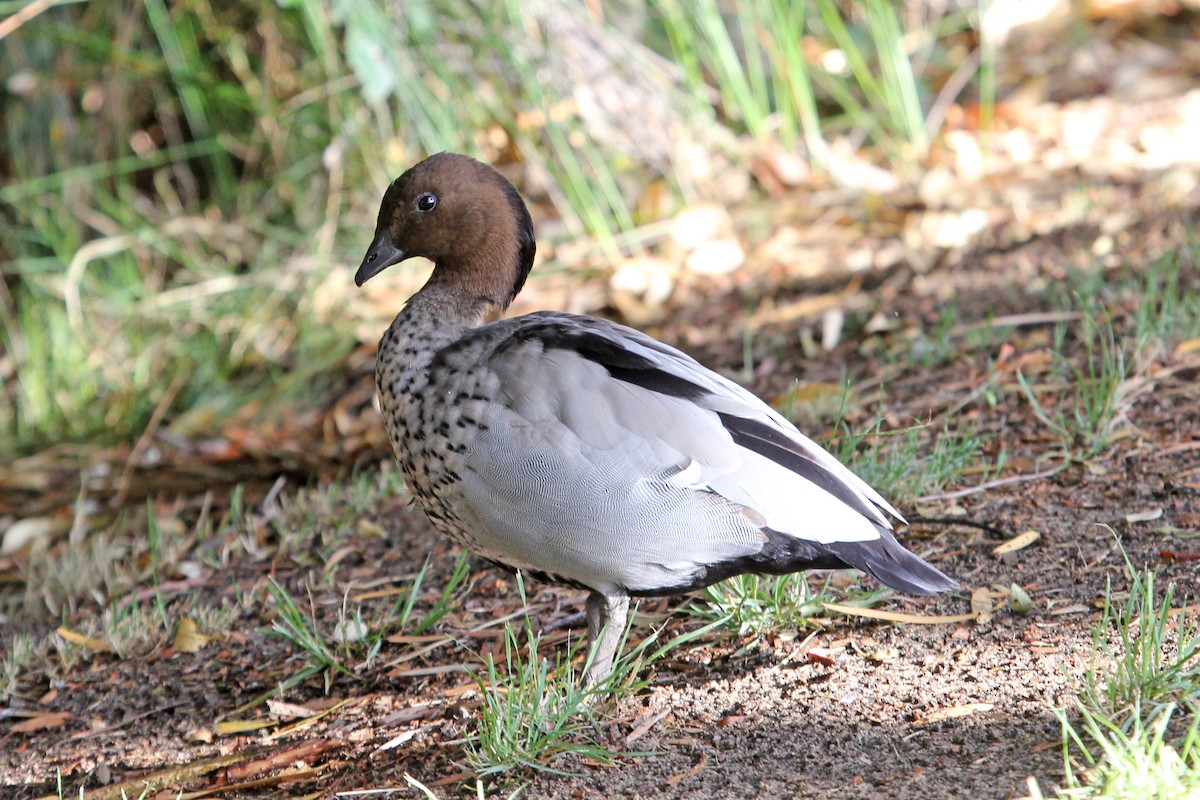 Maned Duck - Ray Turnbull