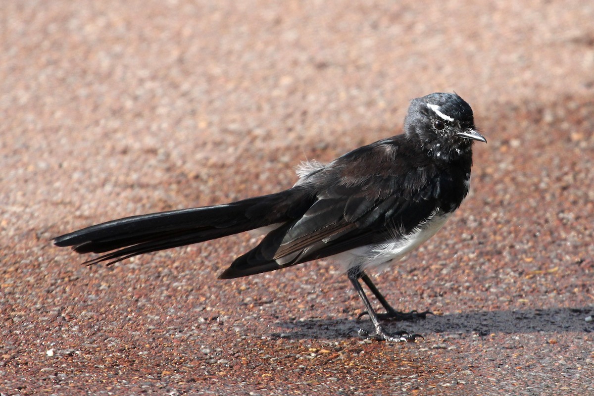 Willie-wagtail - ML86591511