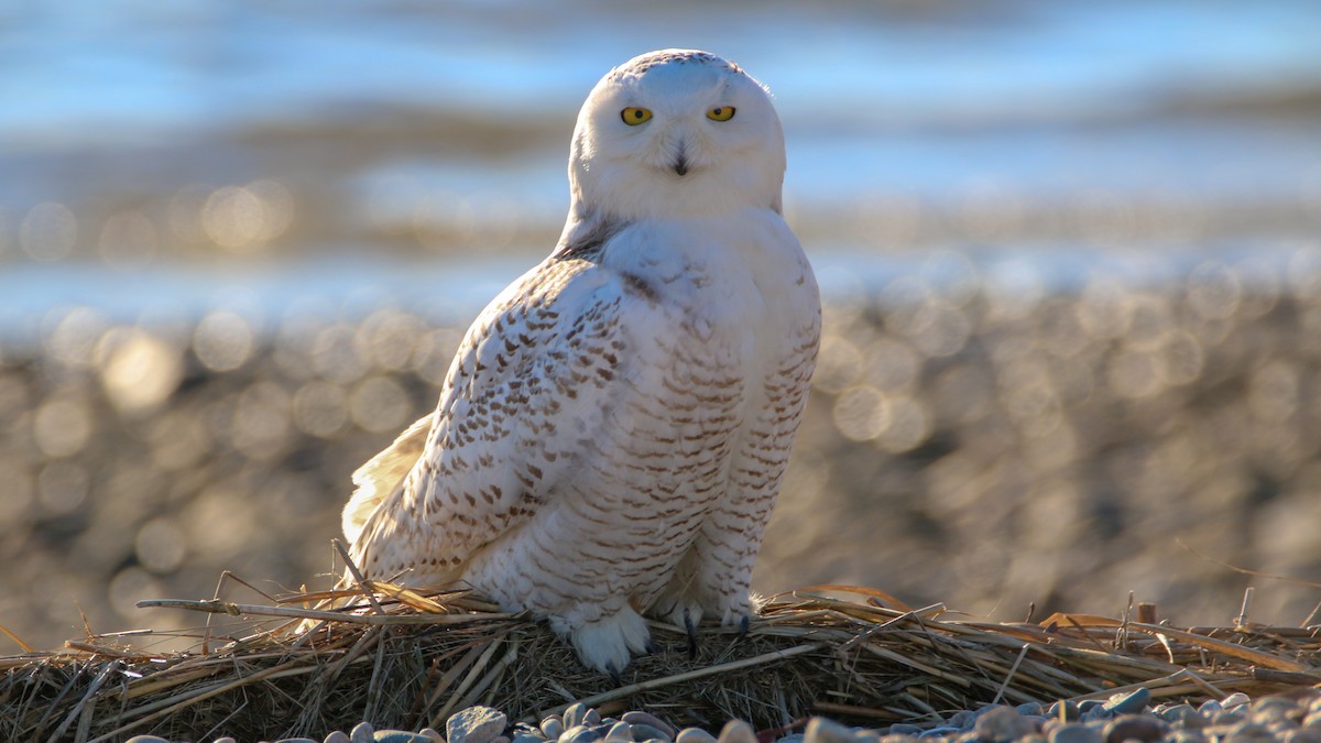 Snowy Owl - ML86594641