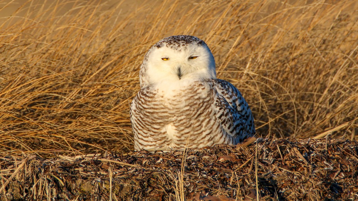 Snowy Owl - ML86594831