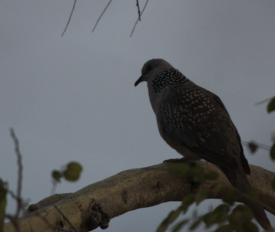 Spotted Dove - Fareed Mohmed