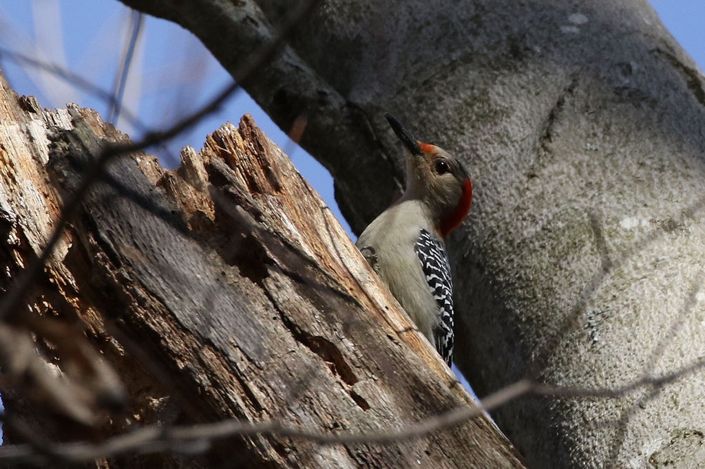 Red-bellied Woodpecker - William Hull