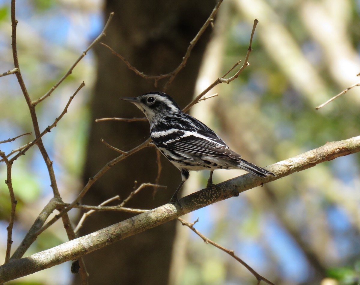 Black-and-white Warbler - Mark Goodwin