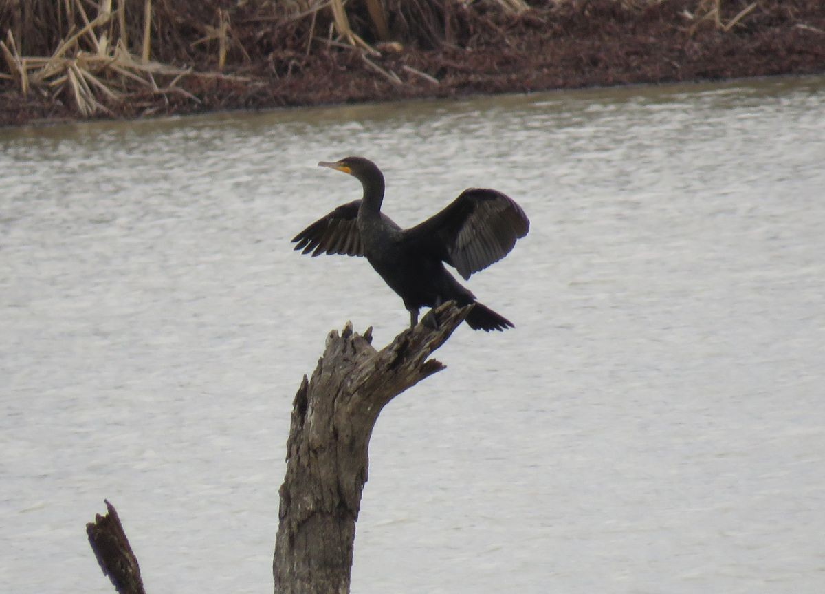 Double-crested Cormorant - Chris Butler