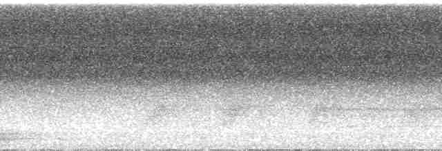 Trogon élégant (groupe ambiguus) - ML86603