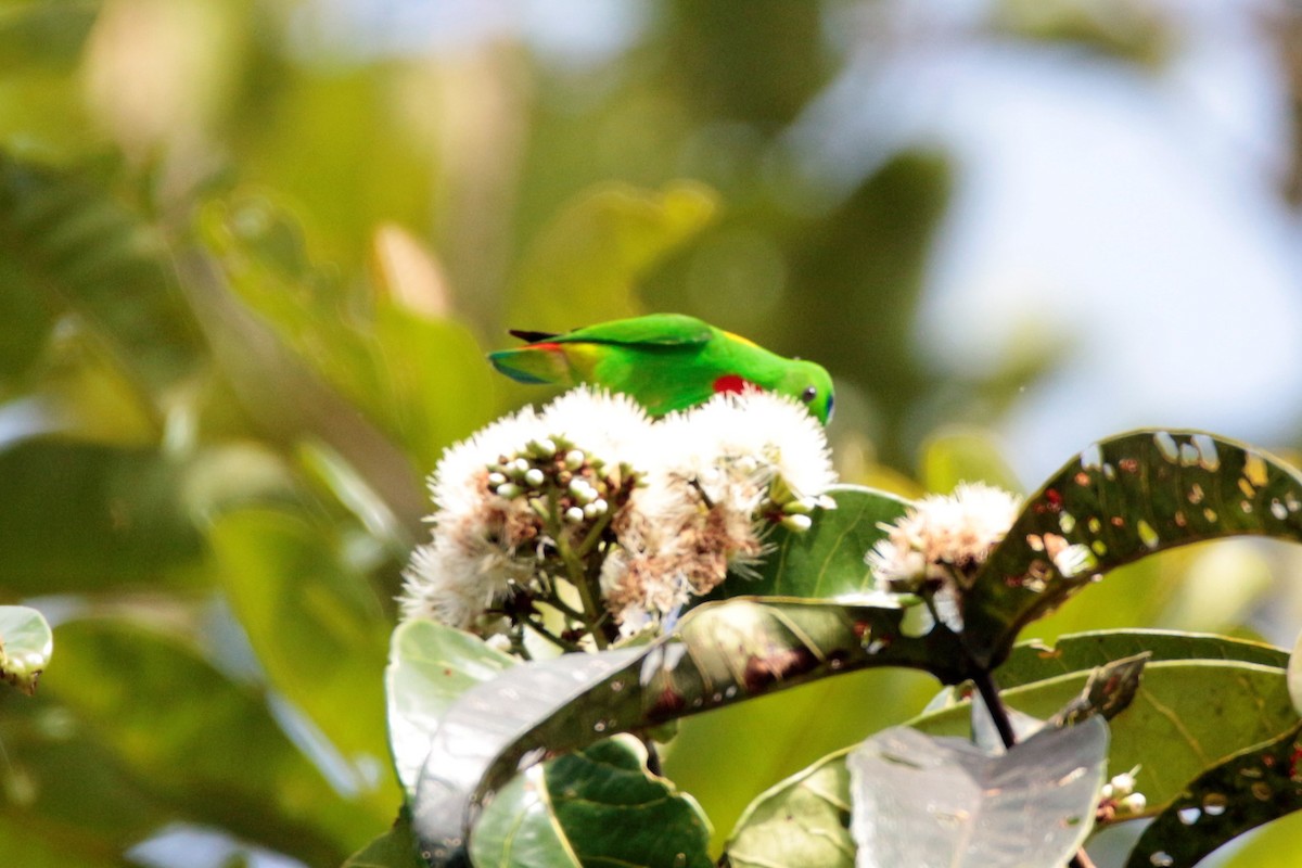 Blue-crowned Hanging-Parrot - ML86603141
