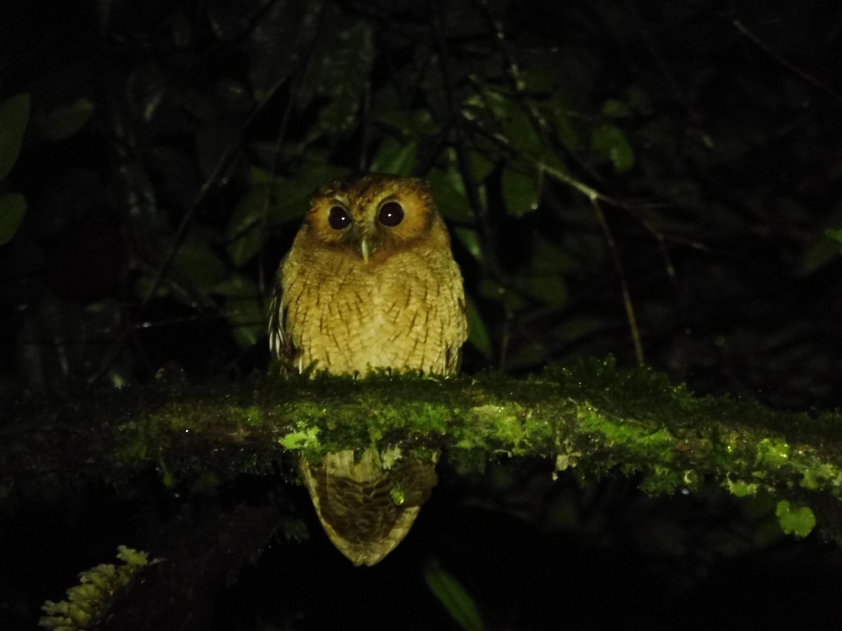 Rufescent Screech-Owl (Colombian) - Avery Bartels