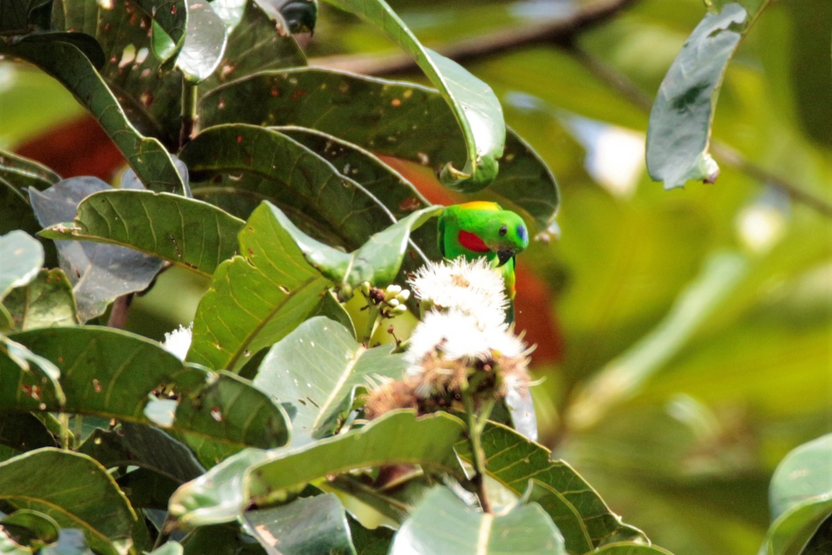 Blue-crowned Hanging-Parrot - ML86603631
