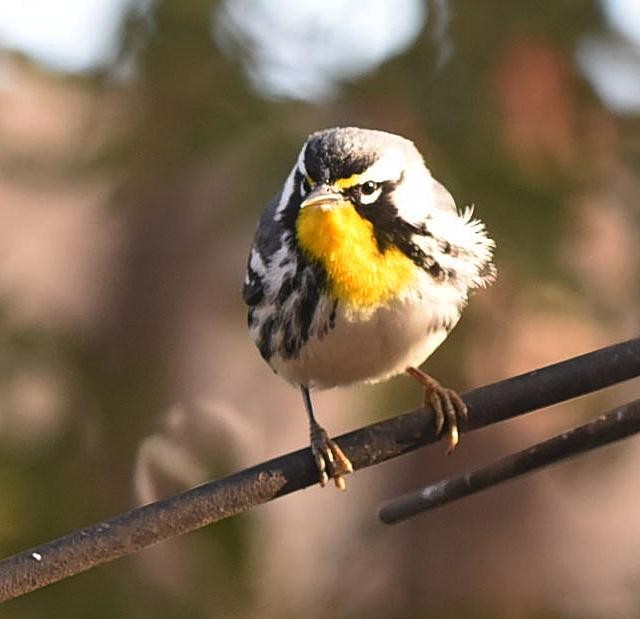Yellow-throated Warbler - Stuart McCausland