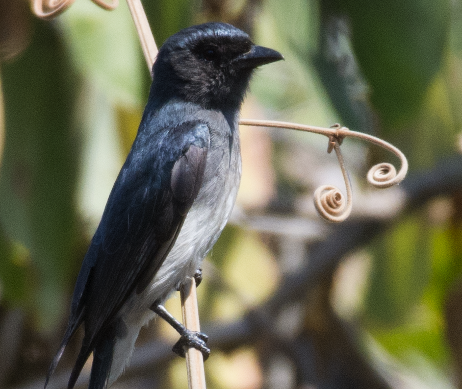 White-bellied Drongo - Fareed Mohmed