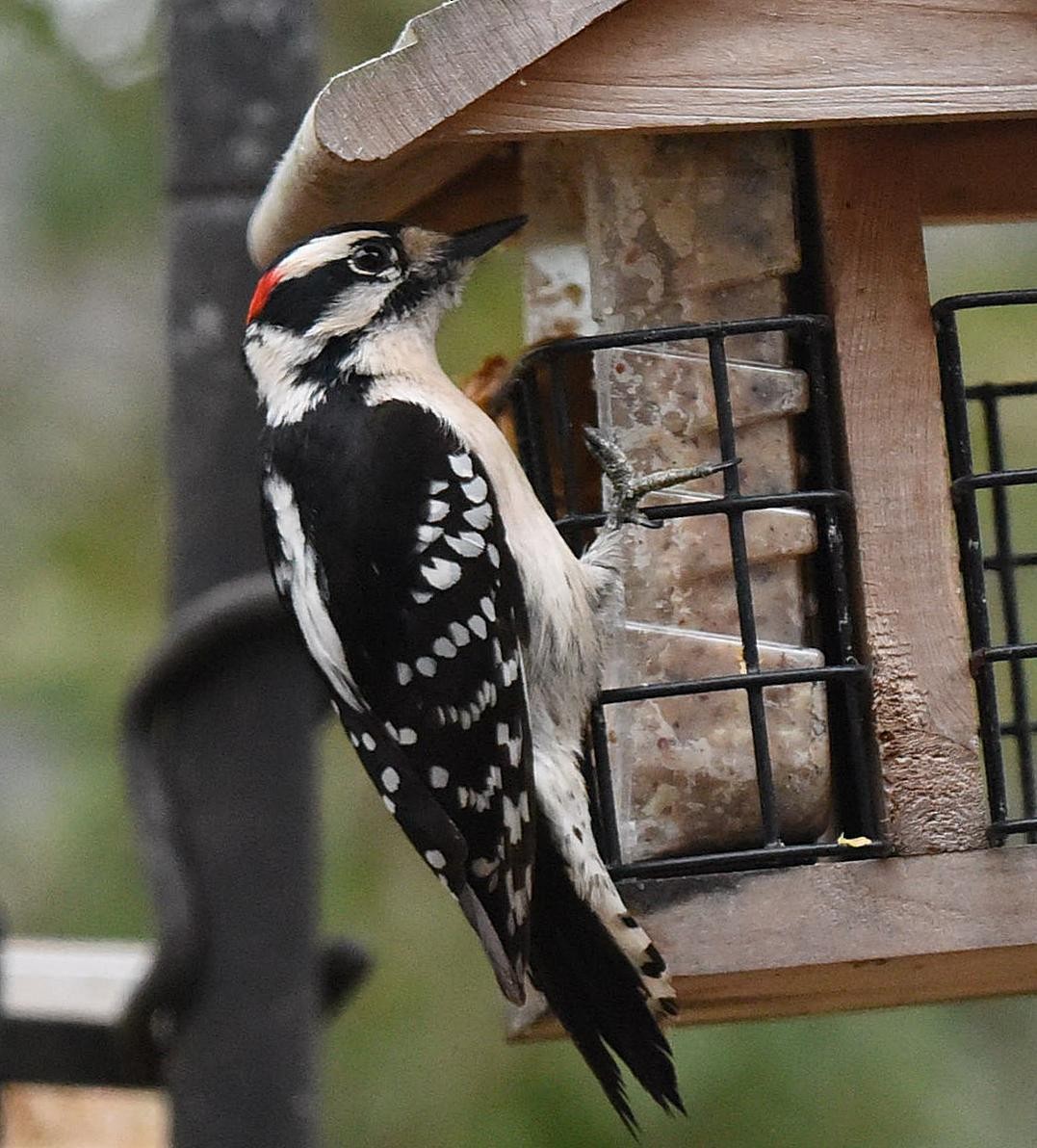 Downy Woodpecker - ML86605941